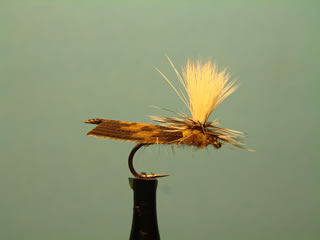 Shoader Caddis (12-16)